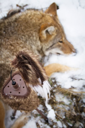 Mojo Super Critter W/critter - Topper & Speaker