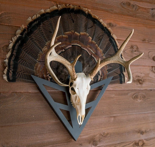 Do-all Strut-n-skull Turkey - Fan/european Skull Mount