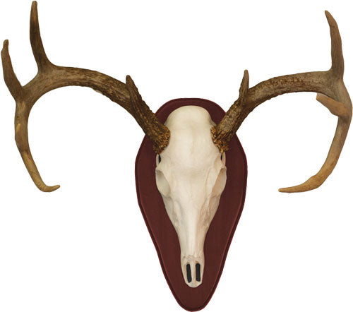 Hs Euro Half Skull Antler - Mounting Kit